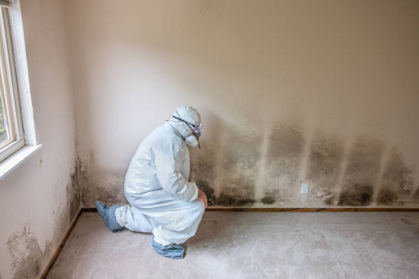 Best Crawl Space Mold Remediation in Richmond, IN